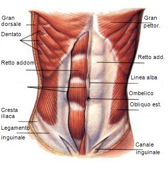 muscoli-addome-per-laparotomia